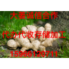 姜窖租賃，代收代存，誠信合作