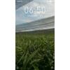 20畝優(yōu)質姜種