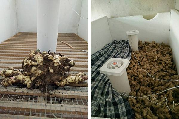 全自動大姜催芽專用箱3