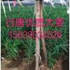 行唐新姜出貨了