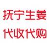 代收撫寧生姜 泥姜 紅頭姜 水洗姜