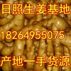 18264955075山東萬畝優質小黃姜鮮姜大姜上市