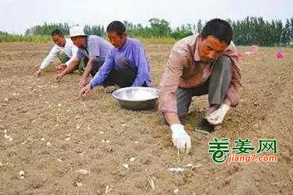 大蒜價(jià)格創(chuàng)新低，種還是不種? ()