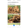 大量出售云南優(yōu)質(zhì)小黃姜