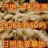 誠信供應山東優質大姜小黃姜姜母