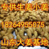 山東萬畝優質小黃姜鮮姜大姜上市