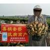 供應大姜高產套餐肥，畝產1.5萬斤營養解決方案