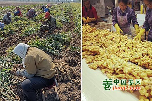 生姜出口價(jià)格上漲30% ()