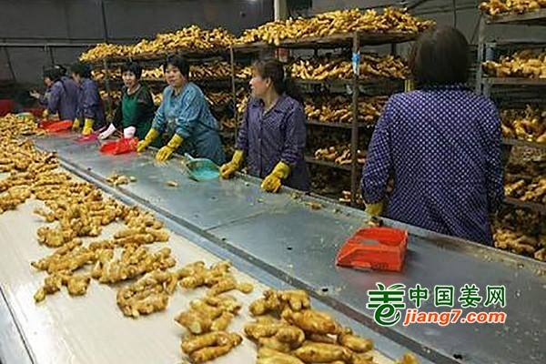出口姜價(jià)或?qū)⑸蠞q ()