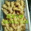 姜種批發18669527218
