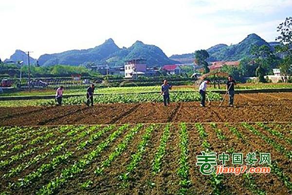 湖北：建設(shè)高效示范菜園帶動(dòng)增產(chǎn)增收 ()