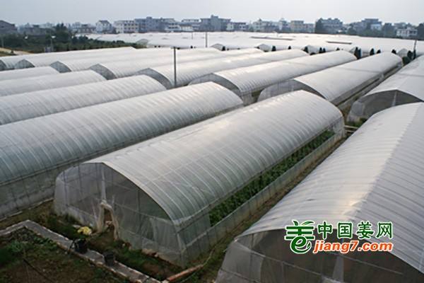壽光“超級(jí)大棚”助力打造高端蔬菜品牌 ()
