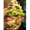 生姜批發18669527218