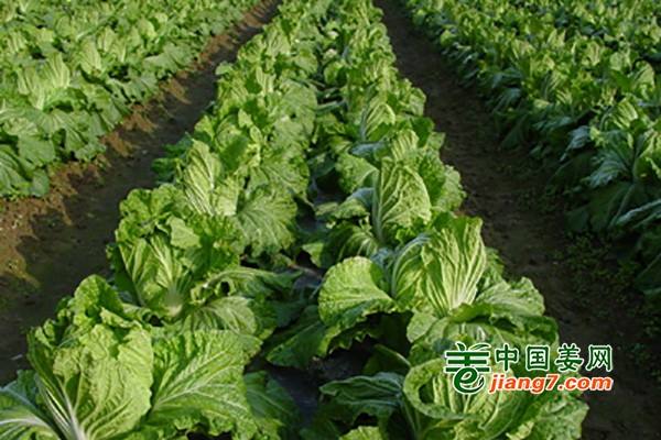 菏澤菜價(jià)全面走低 ()