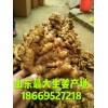 大量出售，面姜，老姜，小黃姜