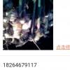 求購(gòu)大姜種