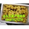 常年供應(yīng)地窖面姜 大黃姜 小黃姜 生姜價(jià)格