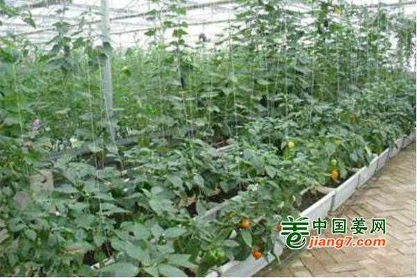 常德大力打造優(yōu)質(zhì)蔬菜種植基地 ()