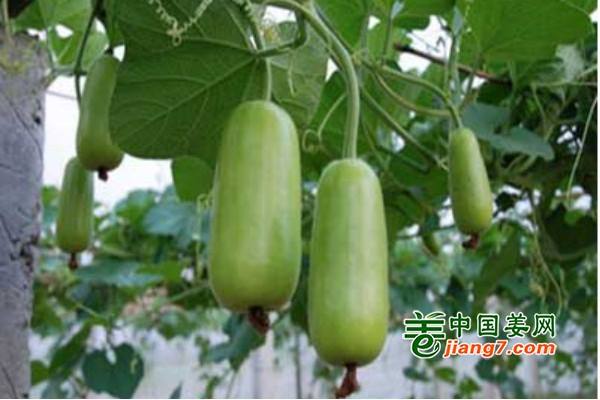 海南：即將舉辦2019-2020年度瓜菜新品種展示試驗(yàn) ()