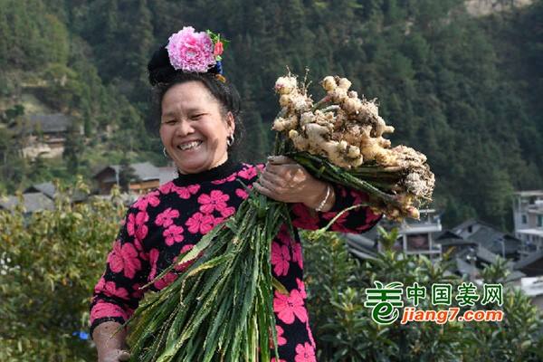 貴州臺江：生姜種植助農(nóng)增收 ()
