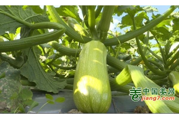 云南昌寧：冬春蔬菜豐收助農(nóng)增收 ()