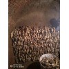 山東濰坊16畝生姜待售