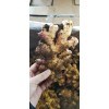 昌邑大風干