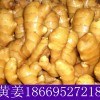 山東生姜批發18669527218