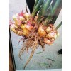 大量供應(yīng)貴州盤縣生姜及代辦