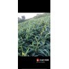 脫毒獅子頭②號姜種