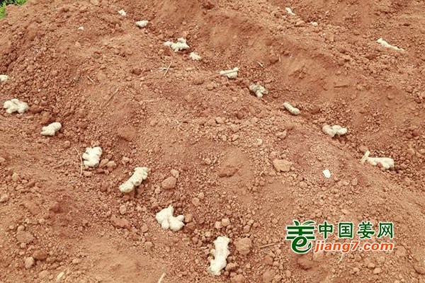 云南羅平：打造小黃姜樣板示范區(qū) ()