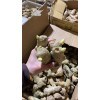 大量出售，姜種，大姜種，小姜種，二姜種