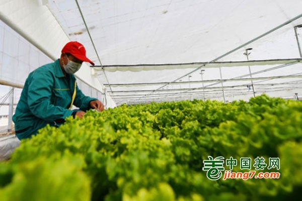 蘭州新區(qū)：大力發(fā)展水培蔬菜 打造穩(wěn)產(chǎn)快銷食品基地 ()
