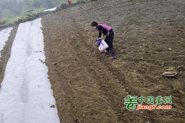 貴州都江鎮(zhèn)：生姜產(chǎn)業(yè)引領(lǐng)農(nóng)戶(hù)增收致富 ()