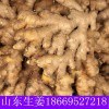 山東姜種批發高產姜種批發