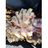 優質姜種出售