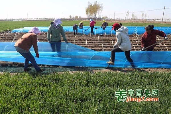 唐山豐潤：新姜種植火熱進(jìn)行中 ()