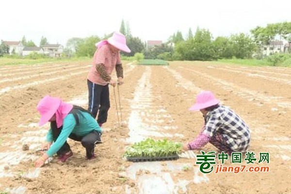 常德漢壽縣：流轉(zhuǎn)土地建基地 蔬菜產(chǎn)業(yè)助增收 ()