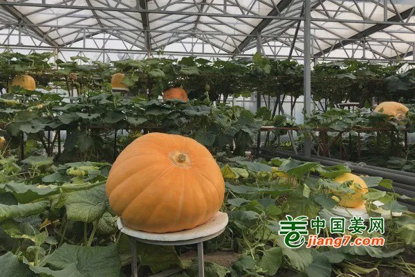 壽光“菜博會(huì)”開(kāi)展啦 ()