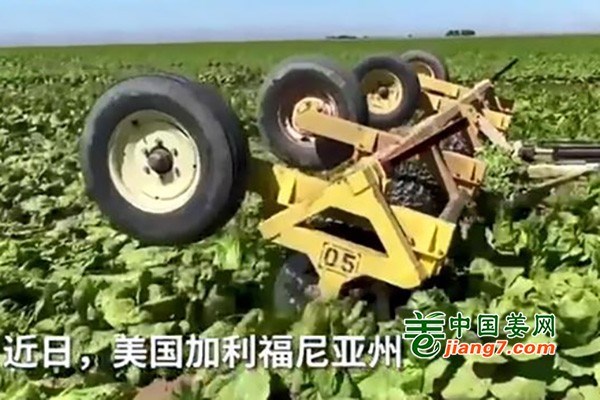 疫情下 美國(guó)菜農(nóng)銷毀蔬菜 ()