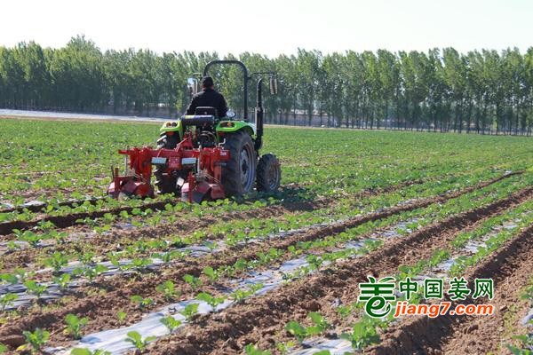 北京平谷區：搶農時 種蔬菜 ()