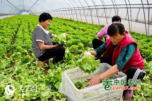 安徽蕭縣：特色蔬菜產業助力農戶脫貧增收 ()