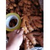 本人大量供應(yīng)云南大肉姜，小黃姜，二號姜，緬甸姜