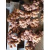 本人出售大量優(yōu)質(zhì)生姜15000噸