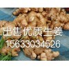 長期供應生姜