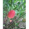 長期供應紅球姜干姜片、姜粉