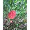 長期供應紅球姜干姜片、姜粉