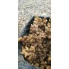 云南小黃姜