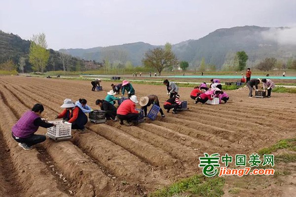 甘肅柳林鎮：生姜產業助力脫貧攻堅 ()