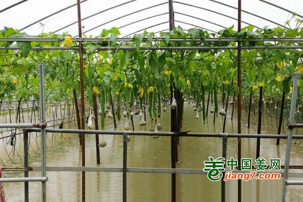 浙江：多舉措保證汛期蔬菜平穩供應 ()